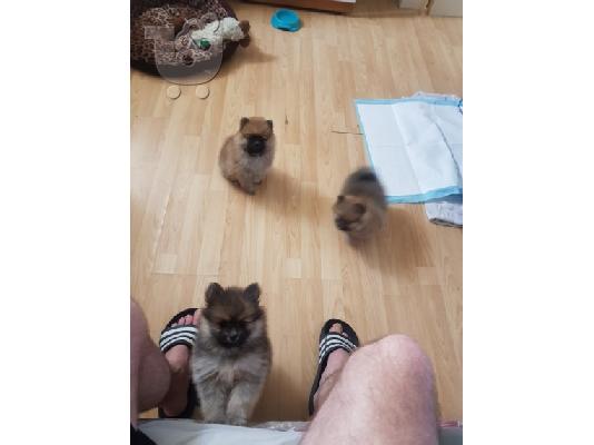 Pomeranian όλα kc reg.