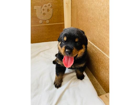 PoulaTo: Κουτάβια Rottweiler, έτοιμα να φύγουν τώρα, μόνο 2 αγόρια