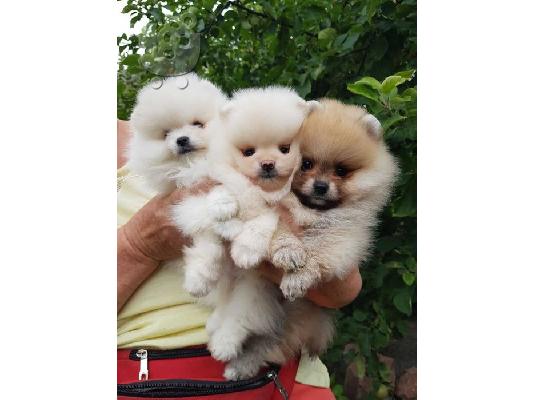 PoulaTo: pomeranian (αρσενικό και θηλυκό)