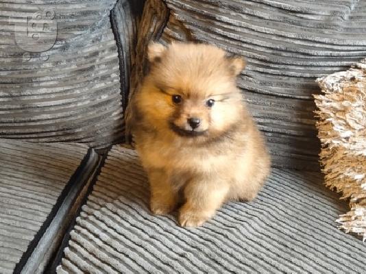 X μάζα τσαγιού Pomeranian κουτάβια