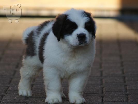Τα κουτάβια Saint Bernard είναι διαθέσιμα