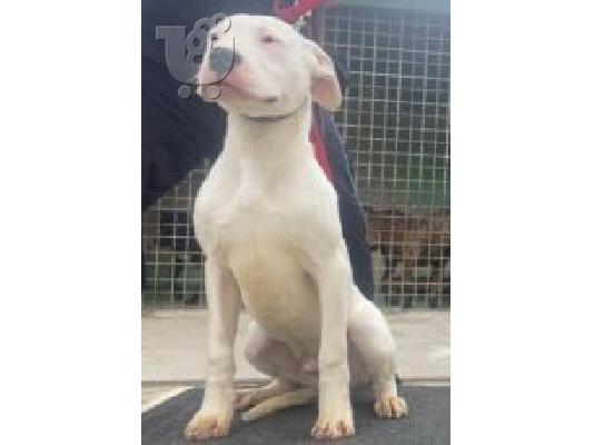 Κουτάβια Dogo Argentino