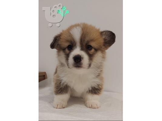 Pembroke Welsh Corgi κουτάβια