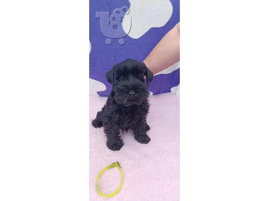 Μινιατούρα Schnauzer κουτάβια