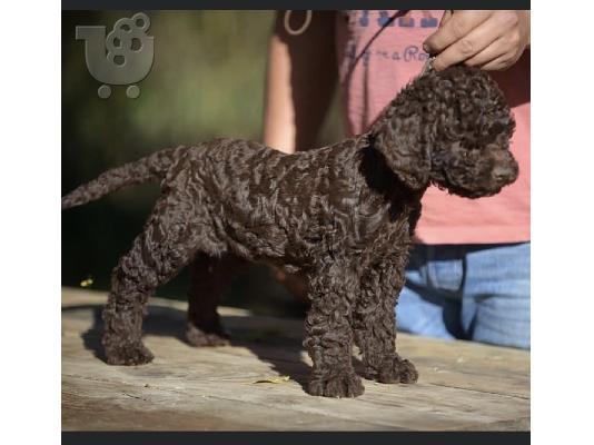 Lagotto Romagnolo κουτάβια