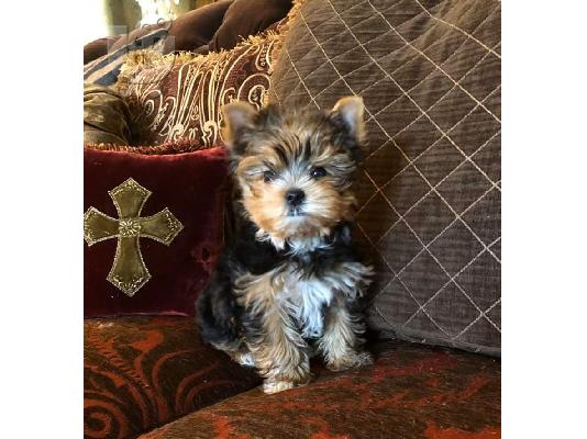 PoulaTo: AKC ΕΓΓΕΓΡΑΜΜΕΝΟ YORKSHIRE TERRIER Κουτάβια