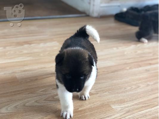 PoulaTo: Πανέμορφα κουτάβια Akita.