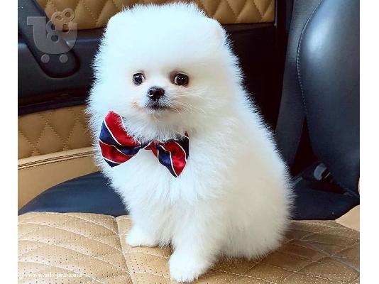 PoulaTo: Τα πιο χαριτωμένα κουτάβια Pomeranian