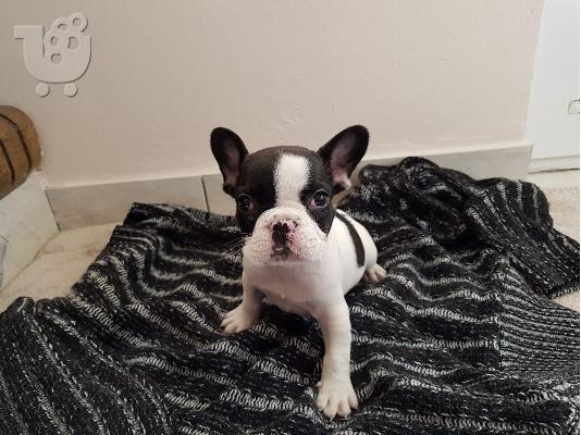 PoulaTo: French bulldog