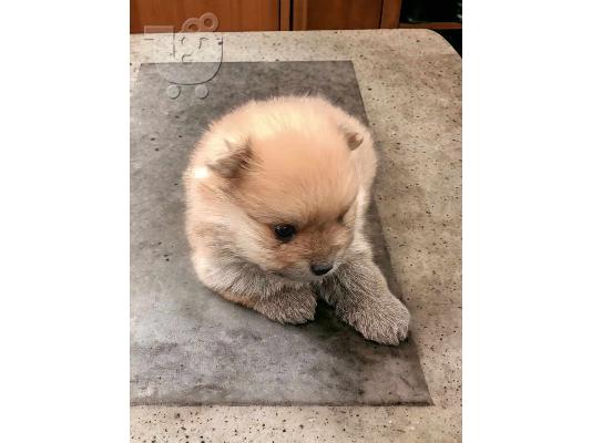 Pomeranian Spitz κουτάβια