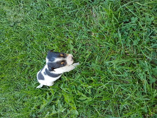 PoulaTo: Jack russell