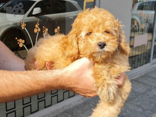 Διακόσμηση Έπιπλα Εξωτερικού χώρου Καλλιθέα Διακόσμηση Έπιπλα κήπου Καλλιθέα Διακόσμηση Έπ...