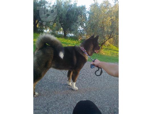 ΑΜΕΡΙΚΑΝΙΚΟ ΑΚΙΤΑ ΘΗΛΥΚΟ