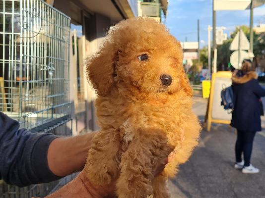 PoulaTo: Poodle apricot mini - Κανίς βερυκοκί μίνι