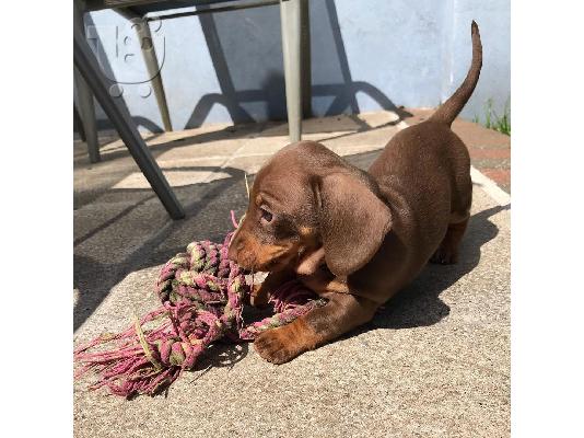 PoulaTo: Μίνι Dachshunds