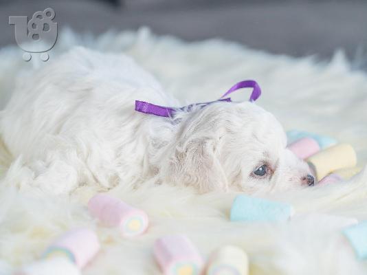 Bichon Frize κουτάβια