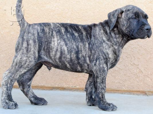 PoulaTo: Presa Canario - Πρέσα Κανάριο