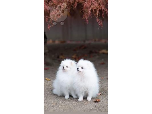 PoulaTo: Καταπληκτικά μικρά κουτάβια Pomeranian!