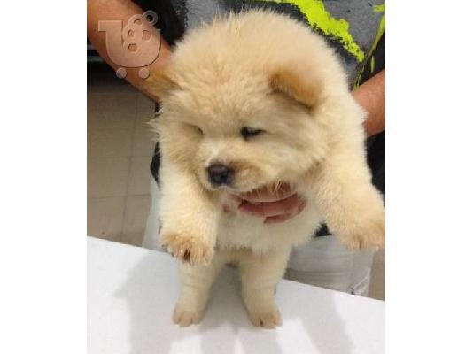 PoulaTo: Chow Chow