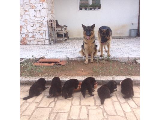 Γερμανικός Ποιμενικός