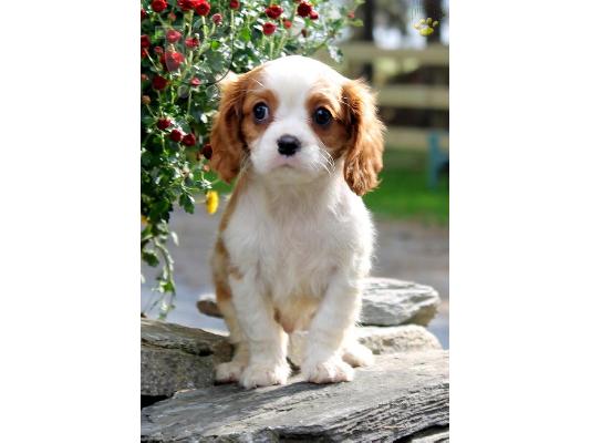PoulaTo: Τέλεια κουτάβια Cavalier King Charles Spaniel προς πώληση