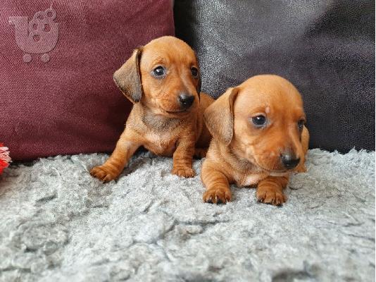 PoulaTo: DACHSHUNDS