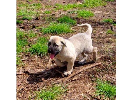 PoulaTo: Anatolian Shepherd
