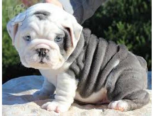 PoulaTo: englishbull κουτάβια για € 300