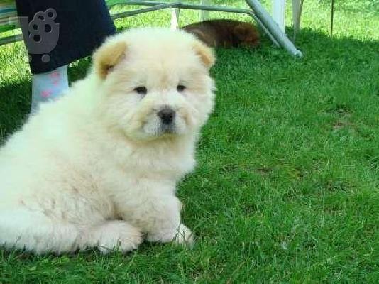 PoulaTo: Potrebne lijepe muške potrebe za chow-chow-om Novi dom kontaktirajte me putem (whatsapp 32460219218) ili (viber 237679571657)