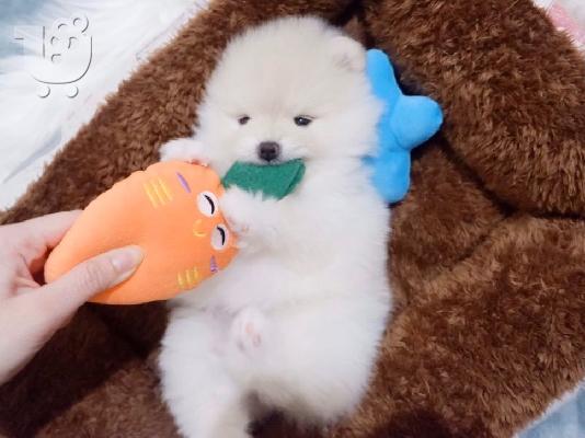 Γεια σας, εδώ έχουμε 2 πανέμορφα κουτάβια Pomeranian, 1