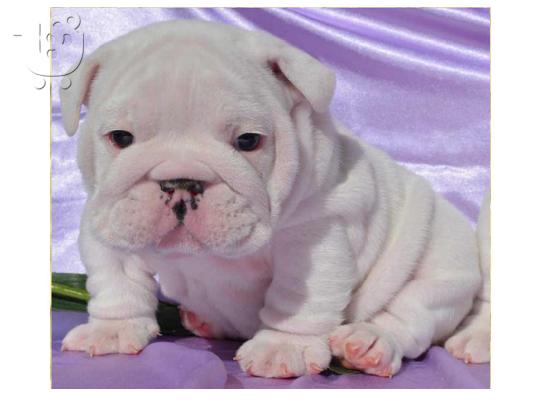 english bulldog for adoption