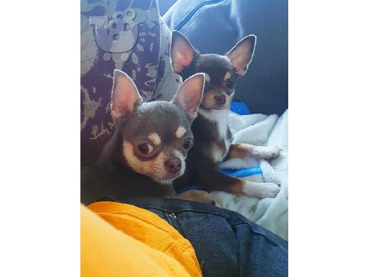 Εκπληκτικά μαύρα και άσπρα κουτάβια Chihuahua