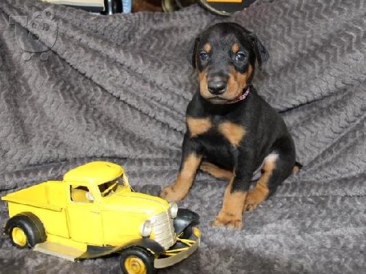 PoulaTo: Όμορφα κουτάβια Doberman Pinscher