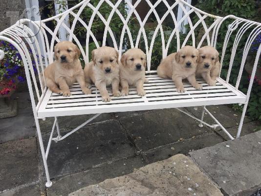PoulaTo: Kc Beautiful Golden Retriever κουτάβια