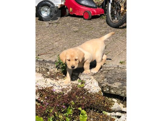 PoulaTo: Ευφυής Labrador Pups ** ΔΩΡΕΑΝ ** Υιοθεσία