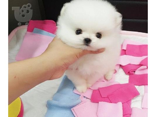 PoulaTo: Όμορφα κουτάβια Pomeranian