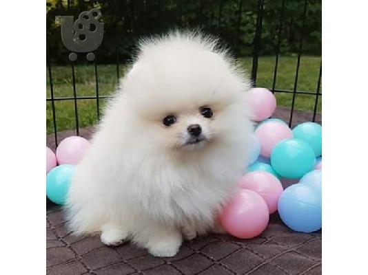 PoulaTo: Φοβερά κουτάβια Pomeranian
