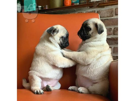 Από μια γέννα της pugs kc reg 5 υγεία, έχω 2 διαθέσιμα 1 είναι ένα μαύρο και μαύρισμα σοκο...