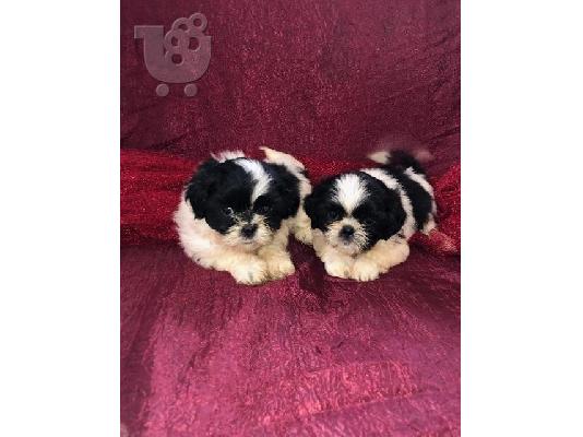 PoulaTo: Κουτάβια Shih Tzu