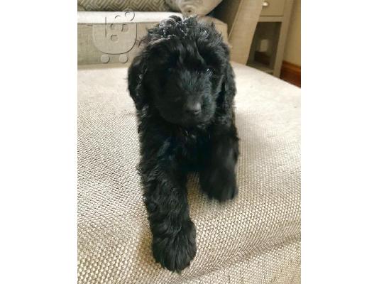 PoulaTo: Σκουπίδια των τεσσάρων μεγάλων χονδρό Newfoundlands