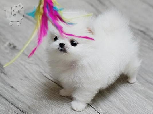 όμορφα Pomeranian Puppies προς πώληση