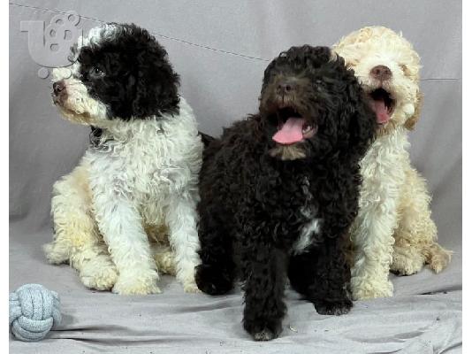 Lagotto Romagnolo ΟΜΟΡΦΑ κουταβάκια