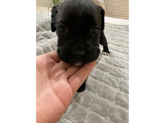 Cane Corso κουτάβια