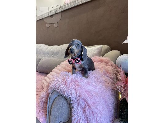 Κουτάβια νάνος Dachshund εξωτικού χρώματος