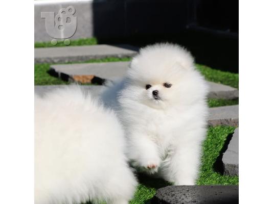 PoulaTo: Δύο φοβερά κουτάβια Pomeranian