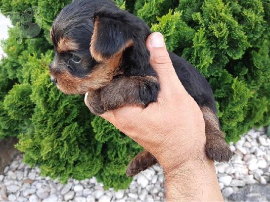 Κουτάβια Toy Yorkie
