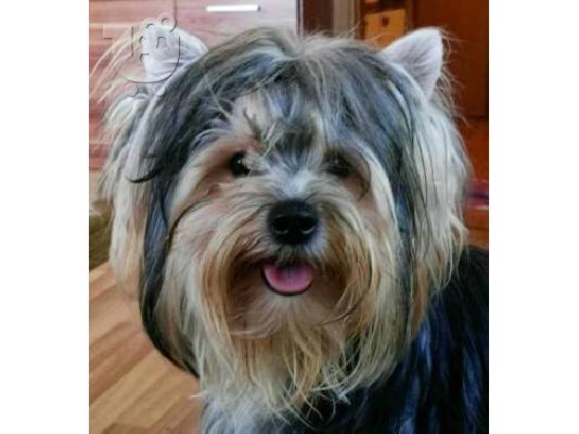 Το σπίτι έθεσε κουτάβια yorkie για rehoming
