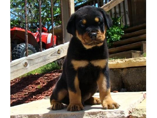 PoulaTo: Προσιτά κουτάβια Rottweiler