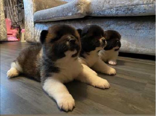 PoulaTo: ΚΑΤΑΠΛΗΚΤΙΚΑ ΥΠΗΡΕΣΙΑ ΑΚΙΤΑ PUPPIES SVSILABLE