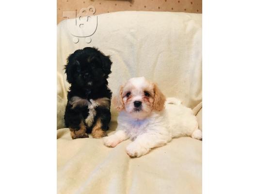 PoulaTo: Cavapoochons za prodaju kontaktirajte me putem (whatsapp 32460219218) ili (viber 237679571657)